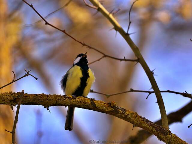 "Die Welt der Vögel" Episode 3 - Rendezvous im Park 2026