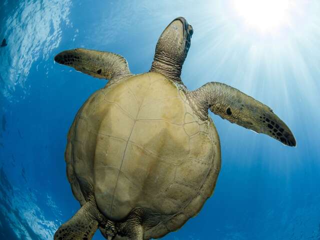 Moorea Blue Diving Center - Whale watching tours