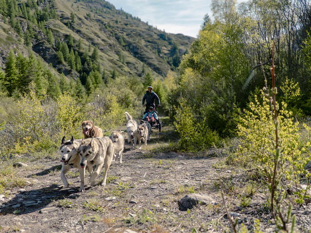 Découverte du kart à chiens