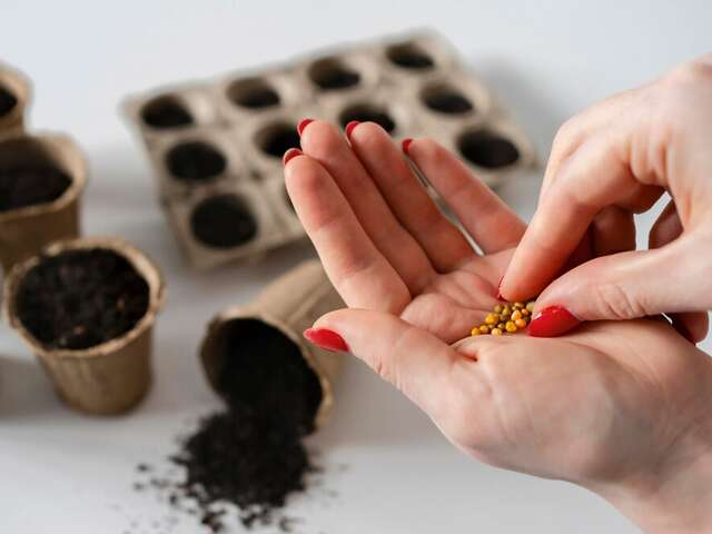 Troc de graines et plantes