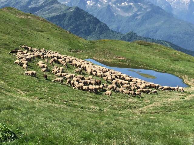 Fête de la transhumance et du Pastoralisme