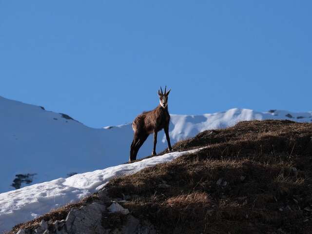 Sur les traces des chamois