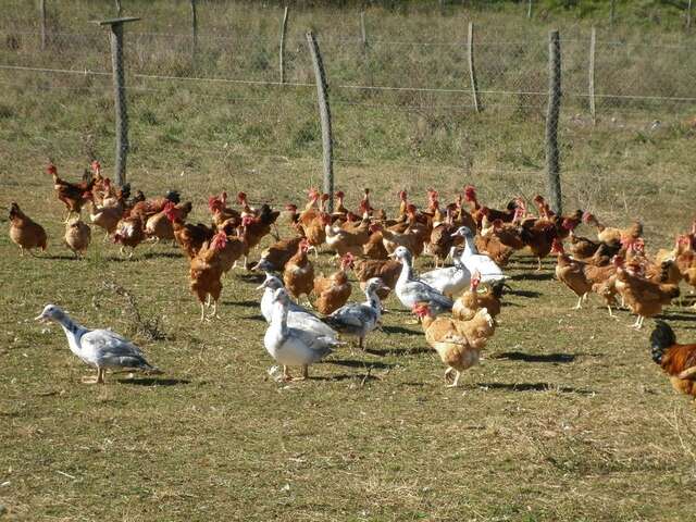 Ferme de Caoué