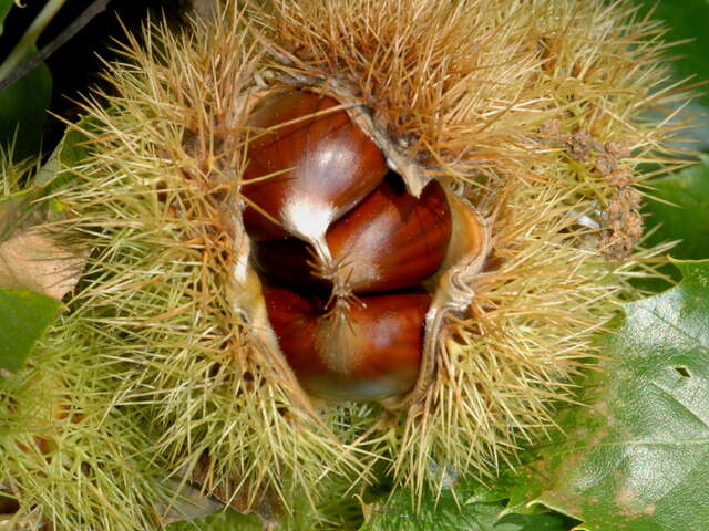 Verfeuille