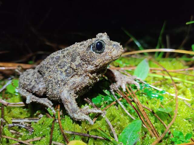 Nachtsafari - ein Sommer mit den Öko-Rangern