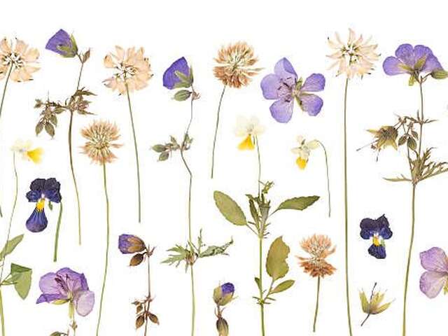 Mon premier herbier (4-7ans) - Maison du Marais de Lavours