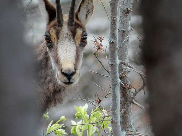 "Open your eyes, listen carefully, follow the trail..." - Rendez-vous du Parc 2026