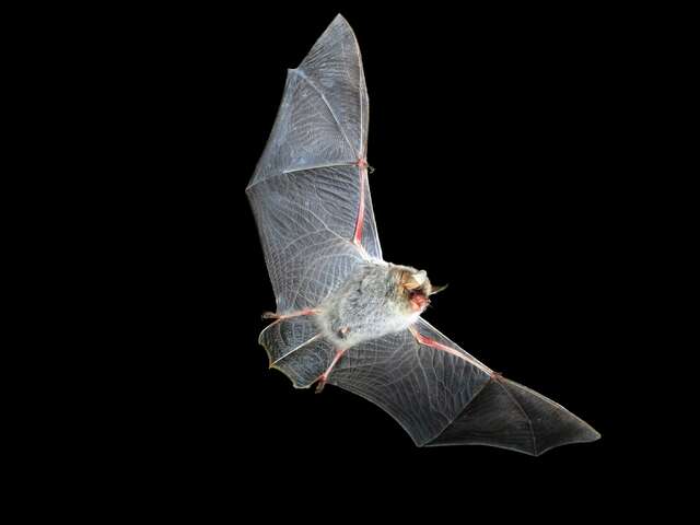 Animation découverte de la chauve-souris