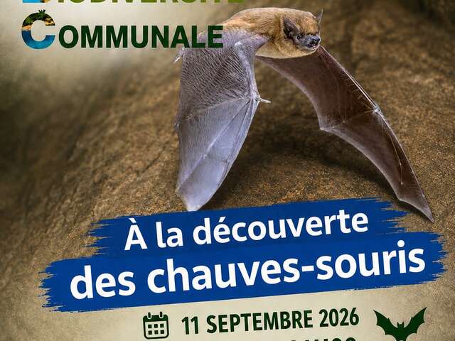 Sortie Découverte des chauve-souris - ABC Biodiversité