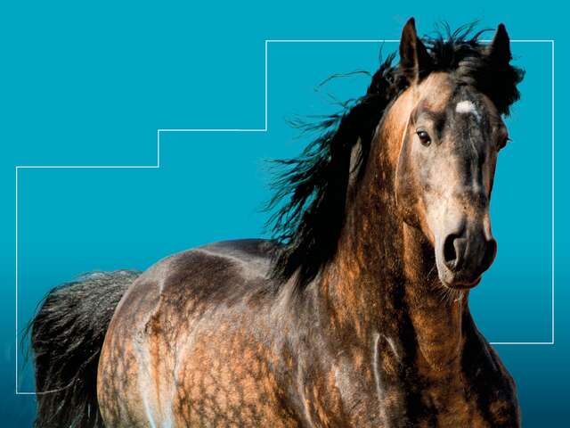 Salon du cheval