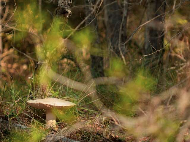 Les sorties Biodiv'ABC du Parc : Cueillette de champignons