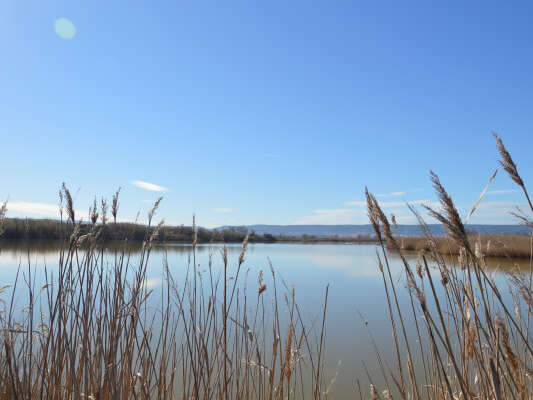 Marignane : Randonnée Nature La Petite Camargue