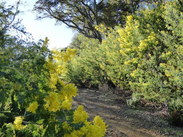 Discovery walk: the mimosa, yellow gold of the French Riviera
