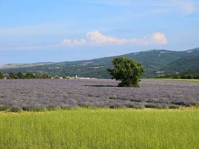 Distillerie Aroma'Plantes