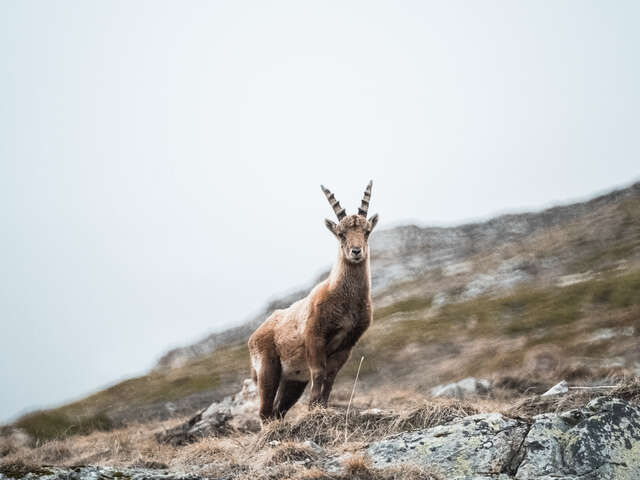 Marmot and chamois walk