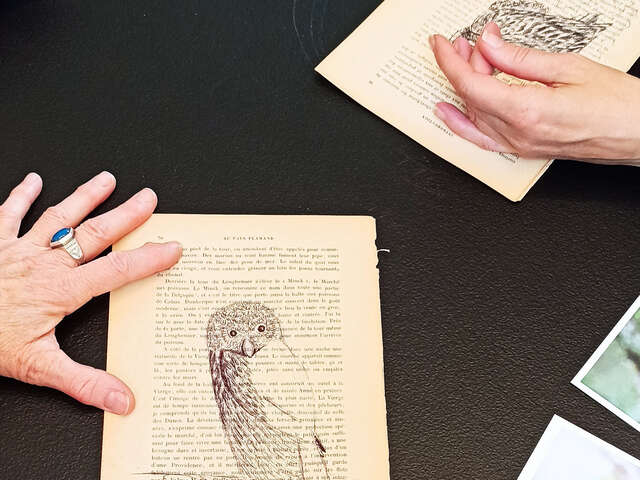 Atelier d’initation au dessin d’oiseaux avec Élodie Tribut
