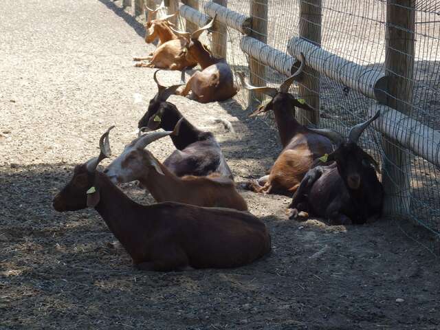 Educational farm of the Parc de Figuerolles