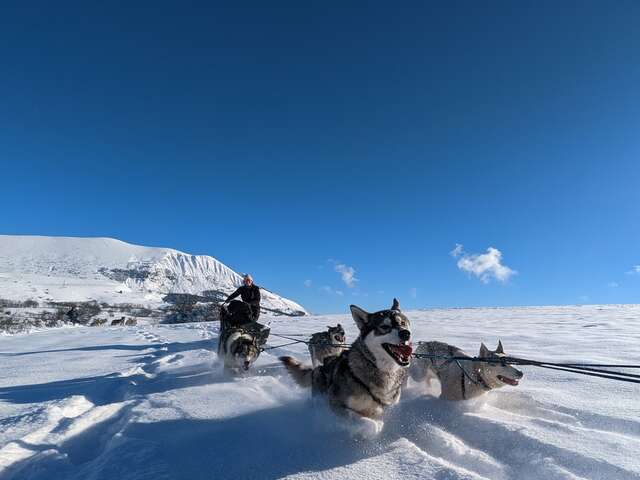 Chiens de traîneau - Travel Dog
