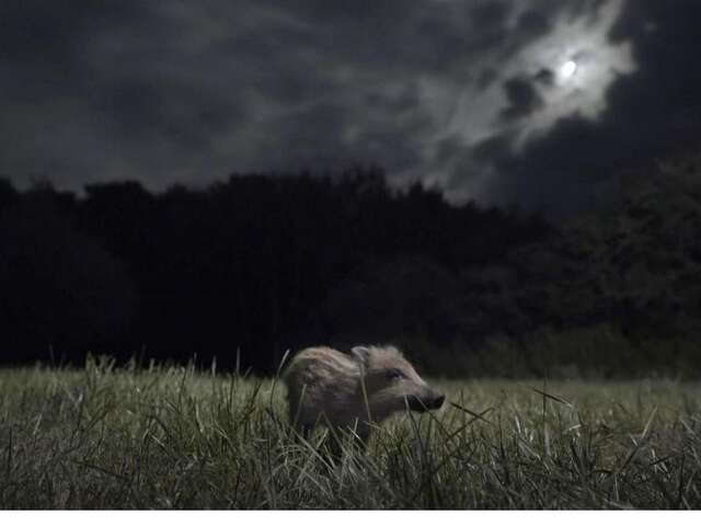 Soirée ciné nature "La Nuit des Animaux"
