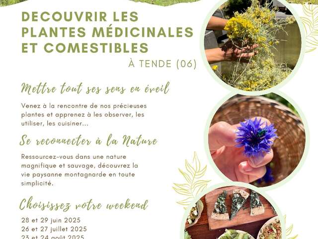 Week-end découverte des plantes médicinales et comestibles en montagne