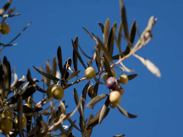 Meloceanes - Thierry Melchio PDO de Provence olive oil producer