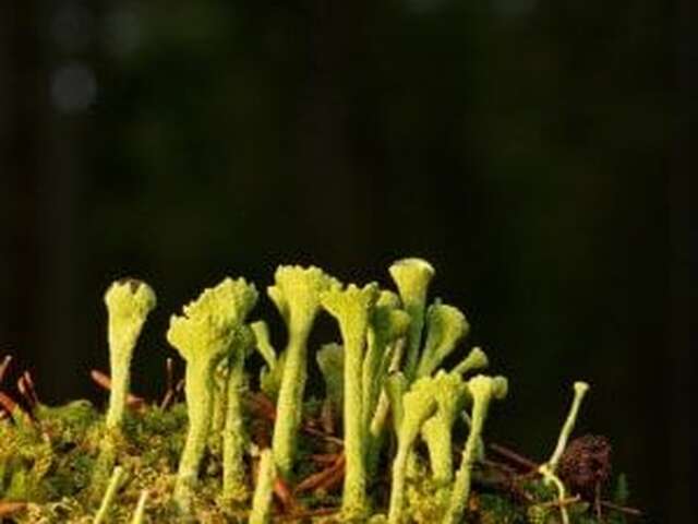 Stage Naturaliste : Lichens - Maison du Marais
