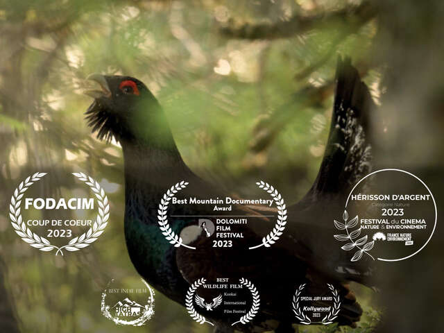 Le Pari : les oiseaux de montagne comme vous ne les avez jamais vus