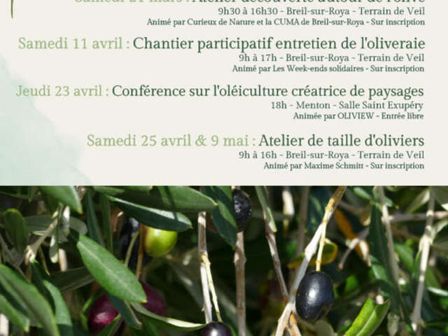les rendez-vous de l'Olive: Workshop zum Beschneiden von Olivenbäumen