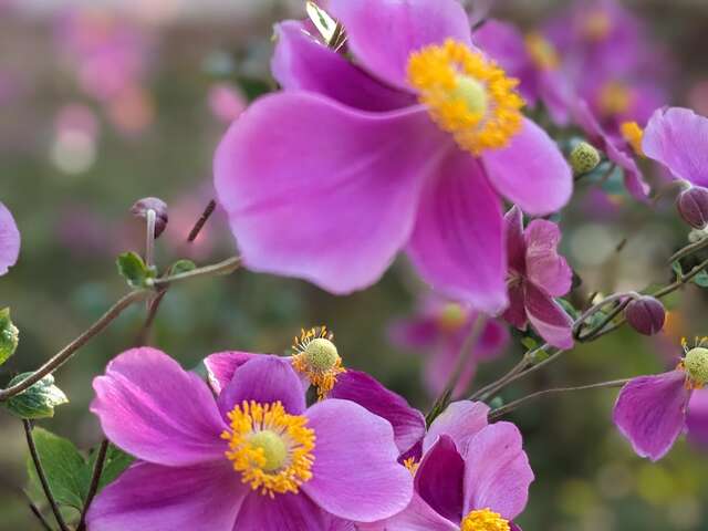 Rendez-vous aux jardins - édition 2026