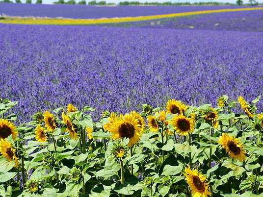 Provence by Flore Tours