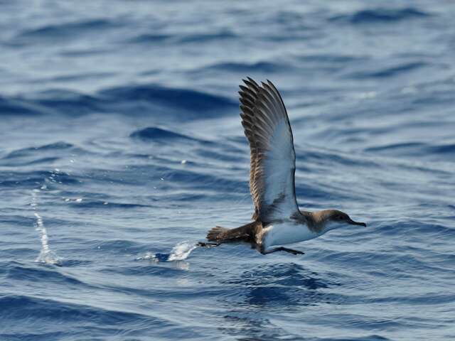 Point rencontre : L'ornithologie par la plume (Porquerolles)