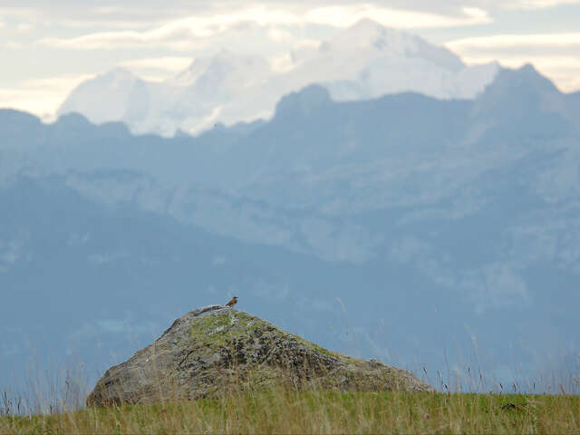 Hiking loop: découverte panoramique de l'alpage du Plan