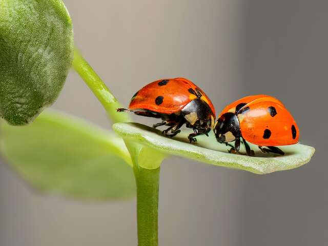 Conférence Science pour Tous 06 : "Les insectes"