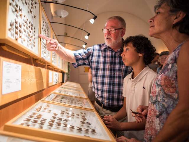 Butterflies and Insects Museum