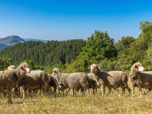 Visite du GAEC du Caïre