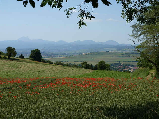 Contrée Couleur Sylvestre - Les balades de Léa et Tino