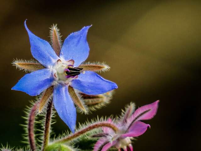 Marche, bien-être et cueillette