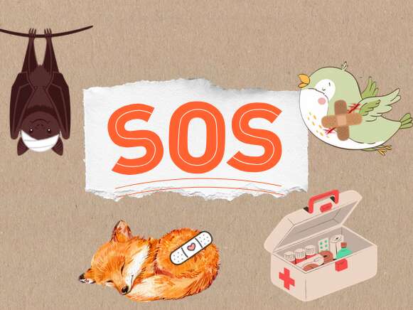 Atelier 4-7 ans au marais de Lavours : "SOS animaux en détresse"