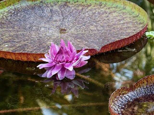 Secret des jardins botaniques: cultiver et préserver la flore exotique