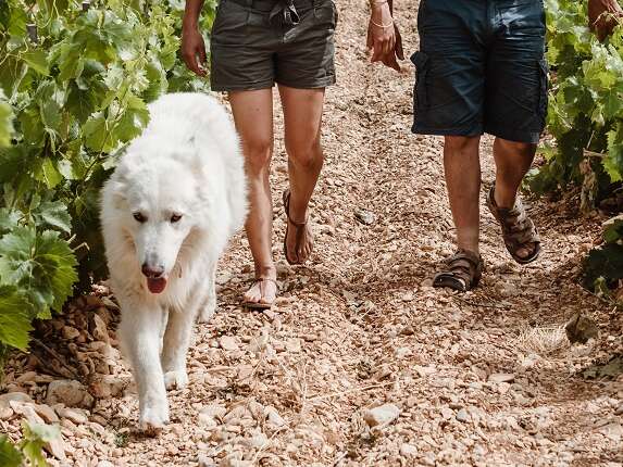 La balade vigneronne du Chant des Loups