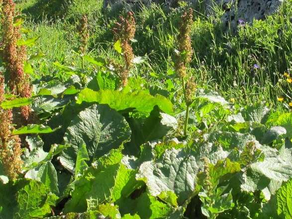 Plantes utiles des Alpes
