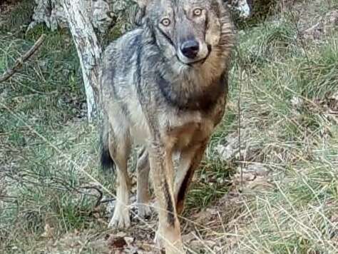 Balade nature commentée : Sur les traces des loups à La Londe