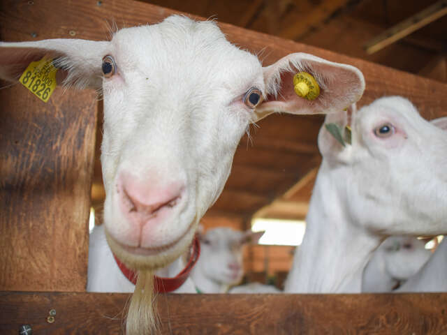 Rencontre à la ferme du Bois Noir