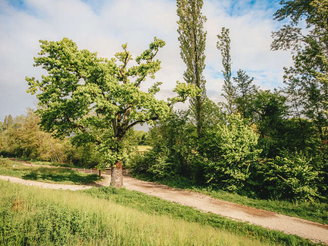 Chemin pédestre du Foron