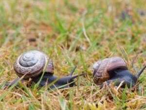 Course d'escargots (4 à 7 ans)