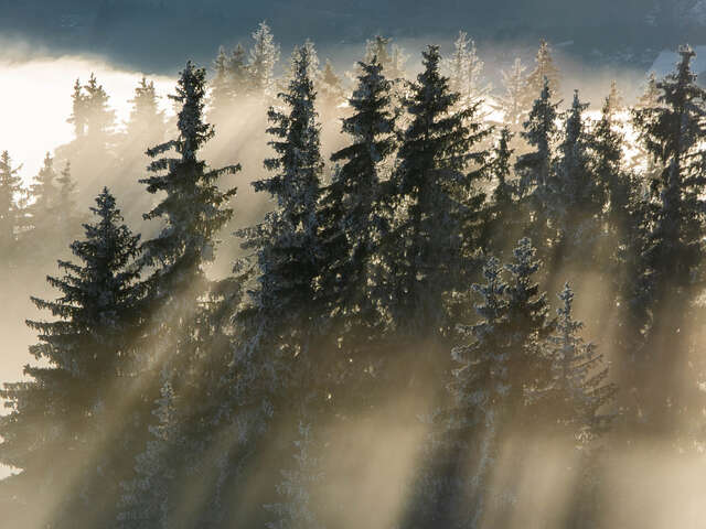 La forêt des signes