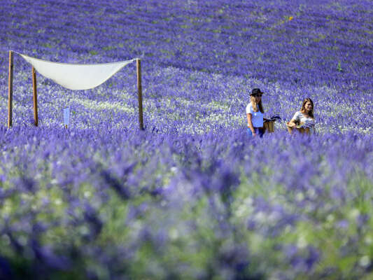 Visite d'un champ de Lavande Aix en Provence