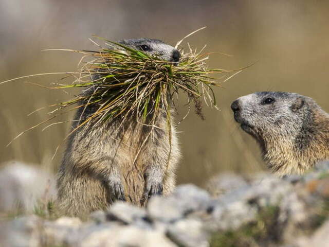 Jeu d'enquête "Marmotte, tu dors ?"