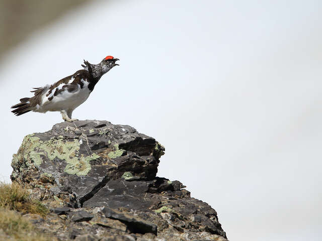 Exposition Les galliformes de montagne dans les Alpes-Maritimes
