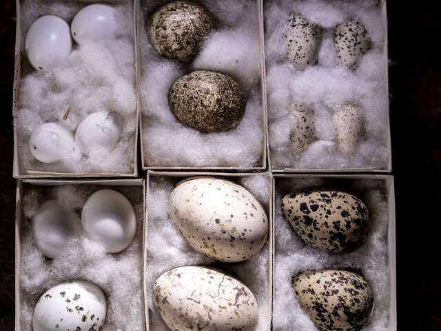 Parcours spécial Pâques au Jardin botanique Val Rahmeh-Menton